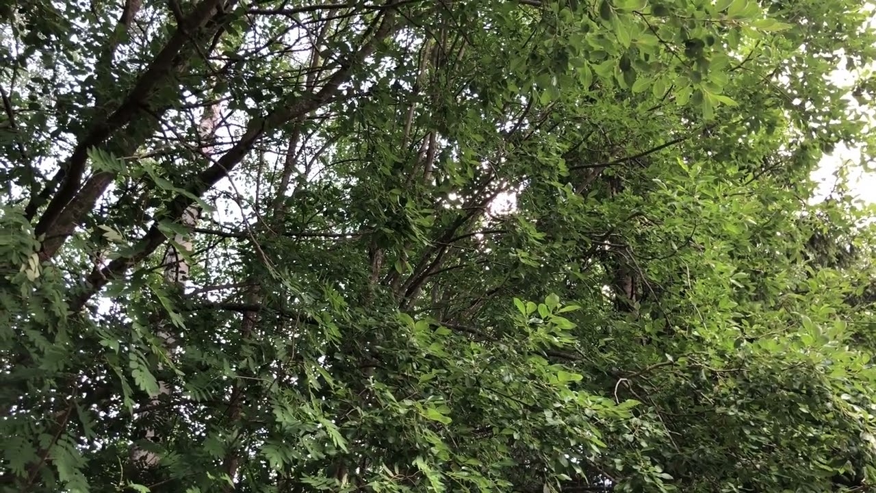 2018-07-15 Rödhake knäpper. Skogsdungen Lasarettsvägen, Haga.