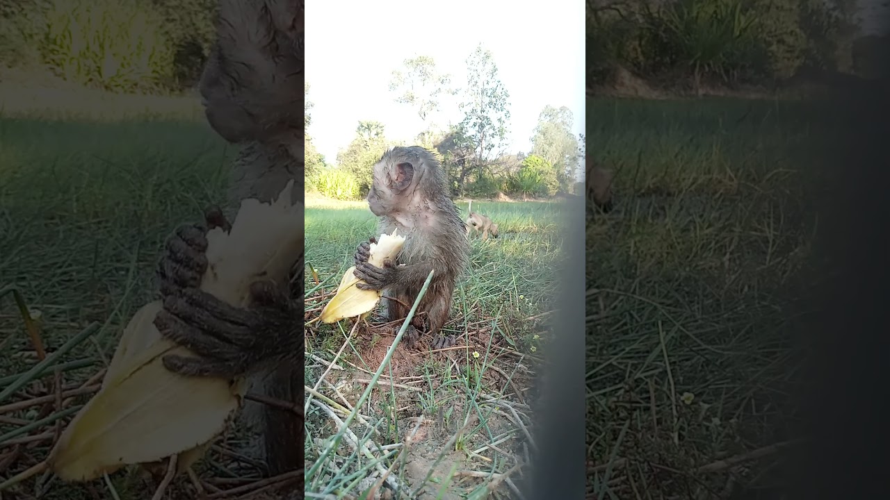 Monkey Daily Show