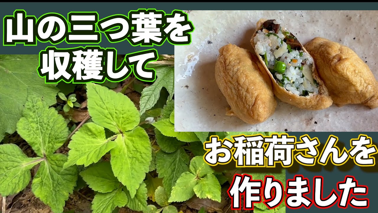 山に三つ葉が沢山生えてきます。良い香りの三つ葉をお稲荷さんに入れてお昼ご飯いただきました＃キツネノボタン　＃山三つ葉
