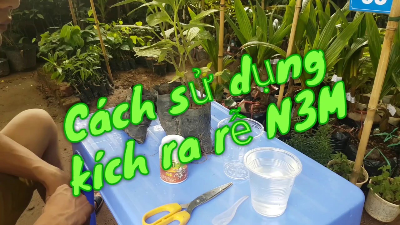 Hướng dẫn cách sử dụng thuốc ra rễ cực mạnh N3M - Cây cảnh Hải Đăng - Zalo 0968741390