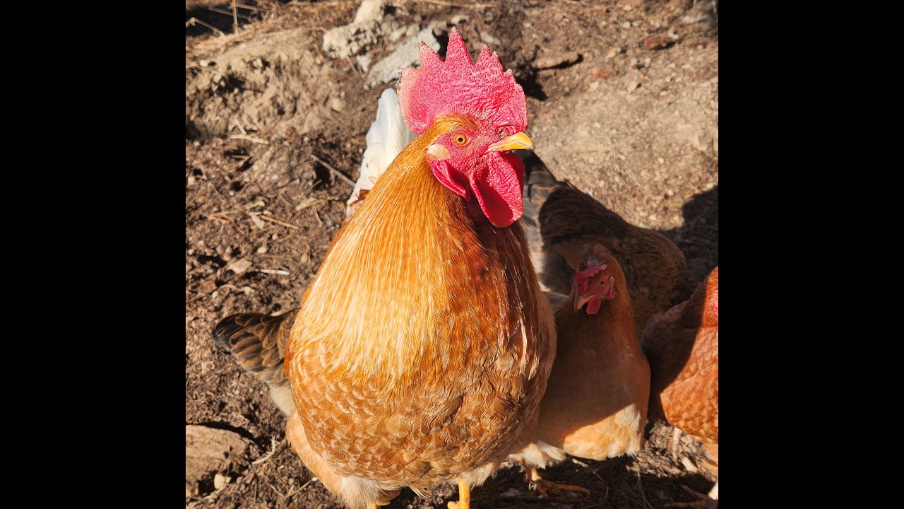Chickens are cleaning themselves up for their Rooster.
