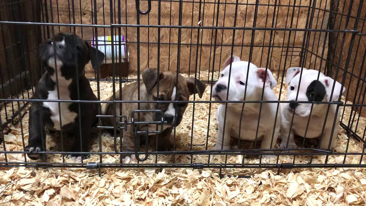 American Bully Puppies Exotic Bully Pocket Bully Gr Ch Futuristic Toadline Crime boss
