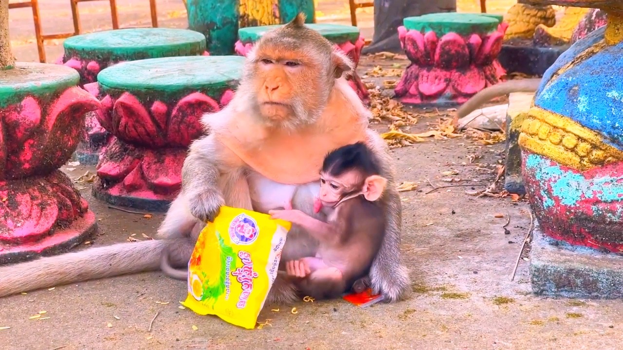 Old monkey Berry bring her baby monkey go to asking foods.