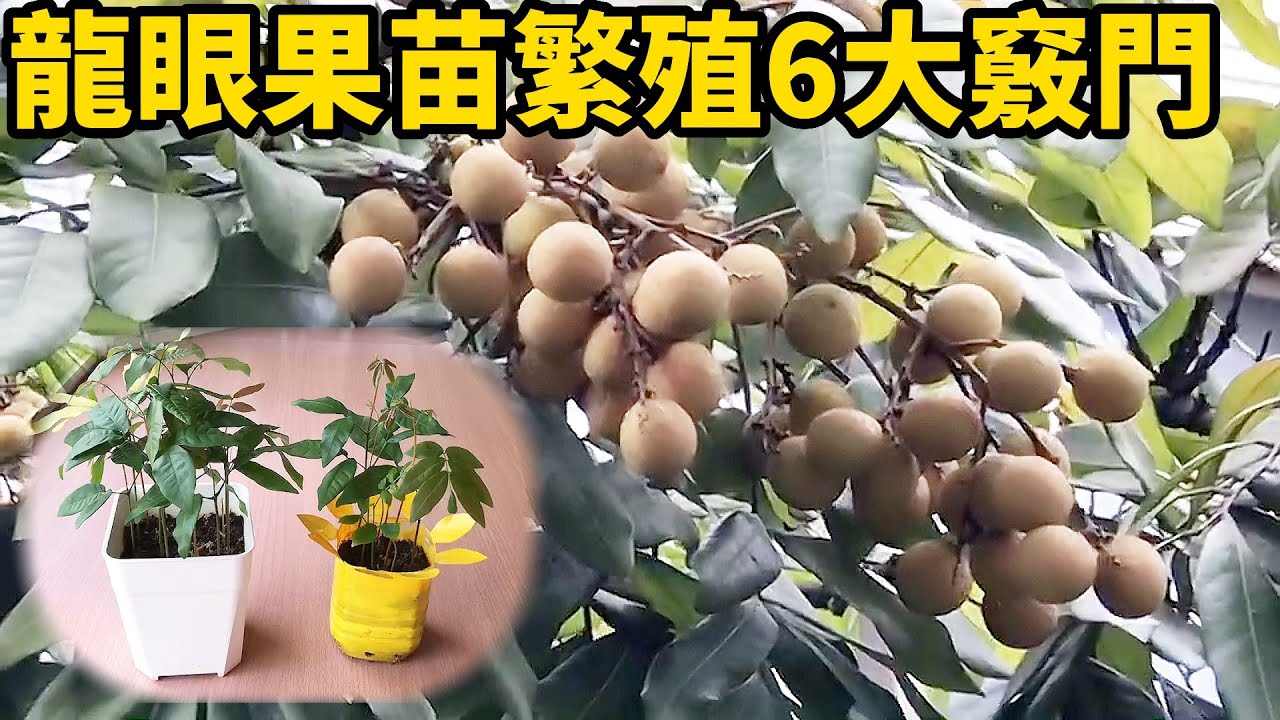 龍眼果苗繁殖6大竅門 | 6 Tips for Propagating Longan Fruit Seedlings