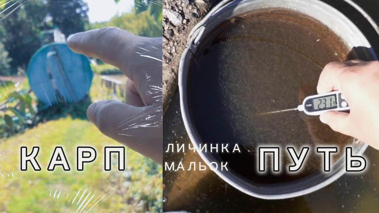 КАРП #подращивание личинки рамчатого карпа, карпа кой ЧАСТЬ 1#рыбоводство #личинка #мальок #черепаха