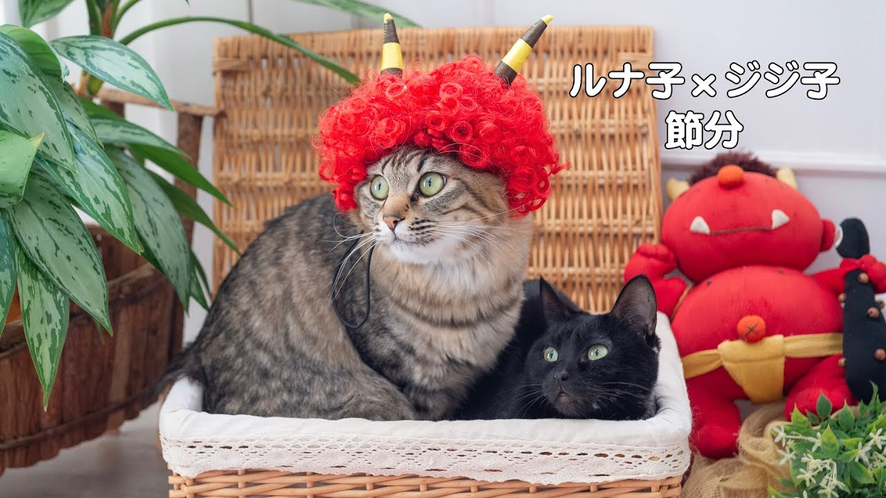 【猫】2026.2.3　節分なのでルナ子とジジ子の写真を撮ってみました