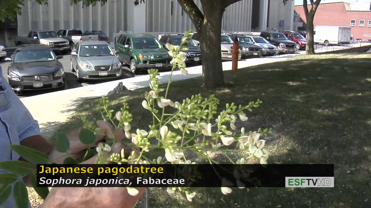 Trees with Don Leopold - Japanese pagodatree