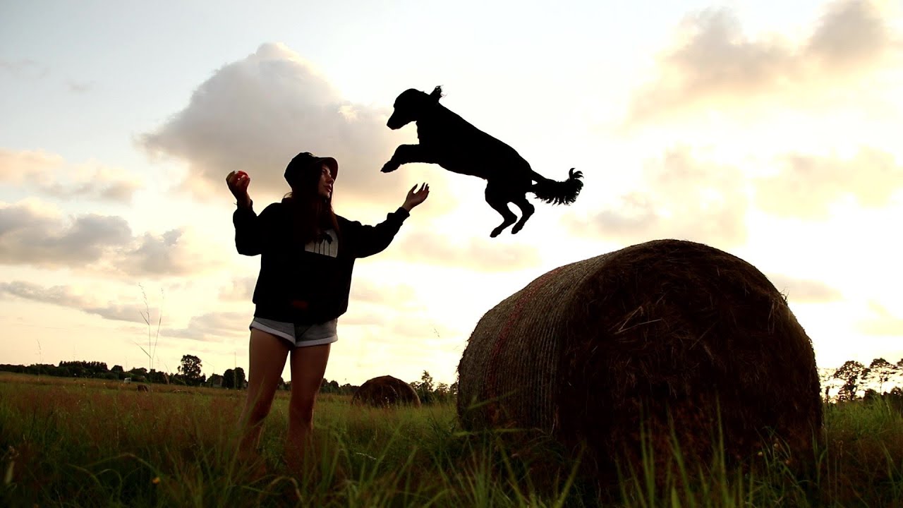 Vega | amazing dog tricks | mix cocker spaniel