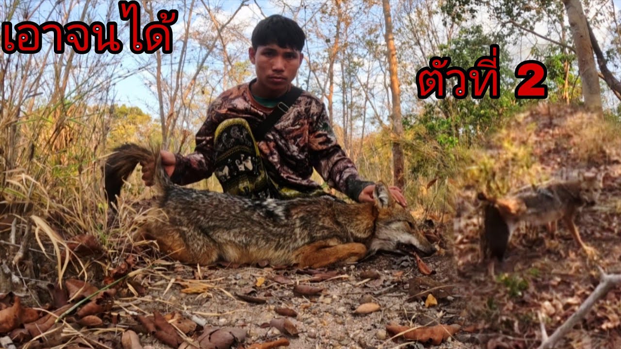 หมาป่าโดนกับดักอีกแล้ว/ຫມາປ່າໂດນກັບດັກອີກແລ້ວ