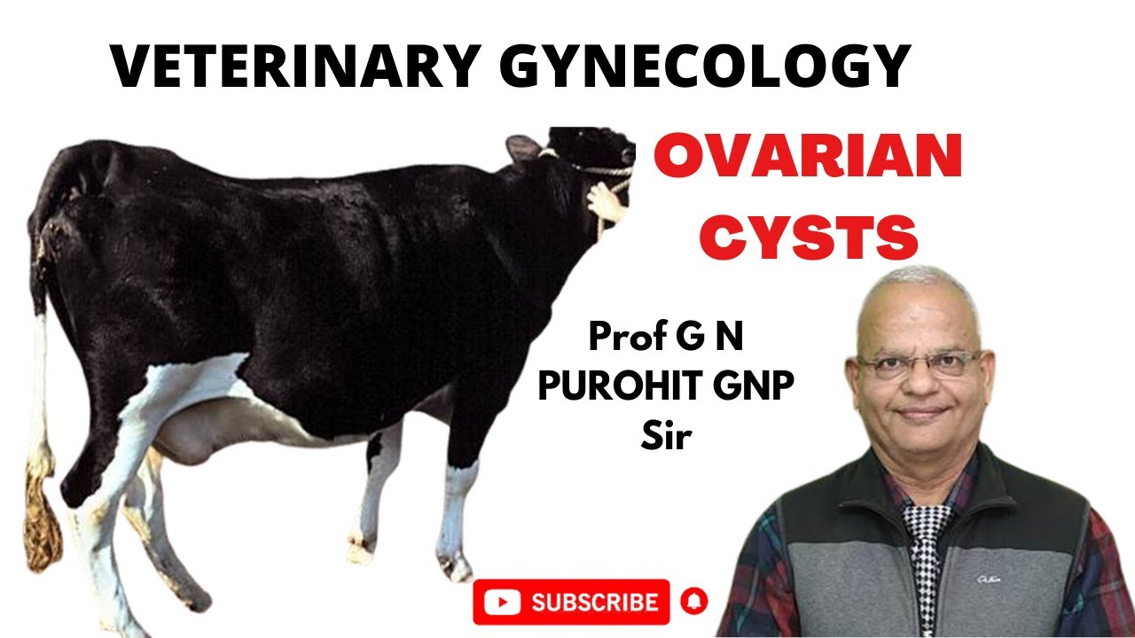 Uncovering the Secrets of Animal Ovarian Cysts: What You Need to Know!