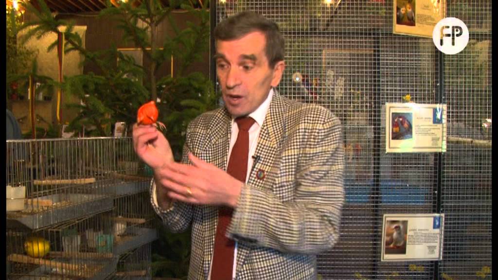Kanarek-opis gatunku-Wilczewski Krzysztof