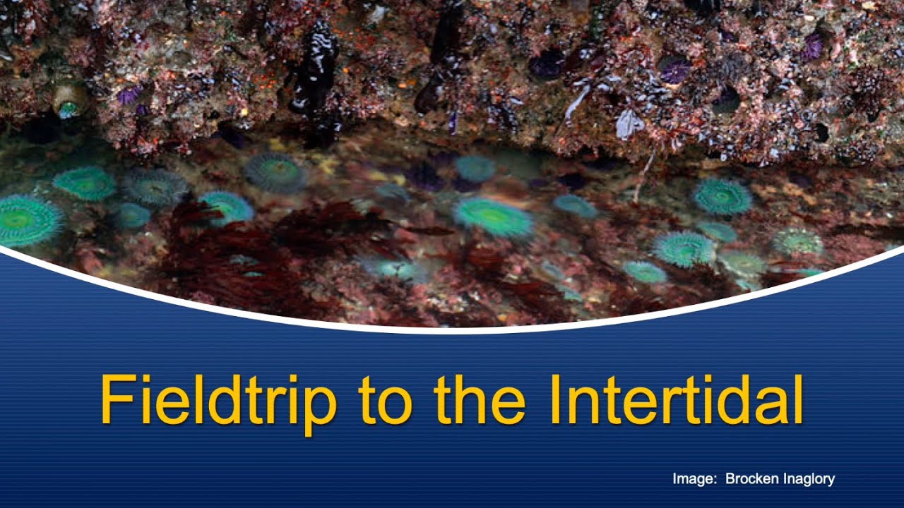 Marine Biology at Home: Intertidal Field Trip