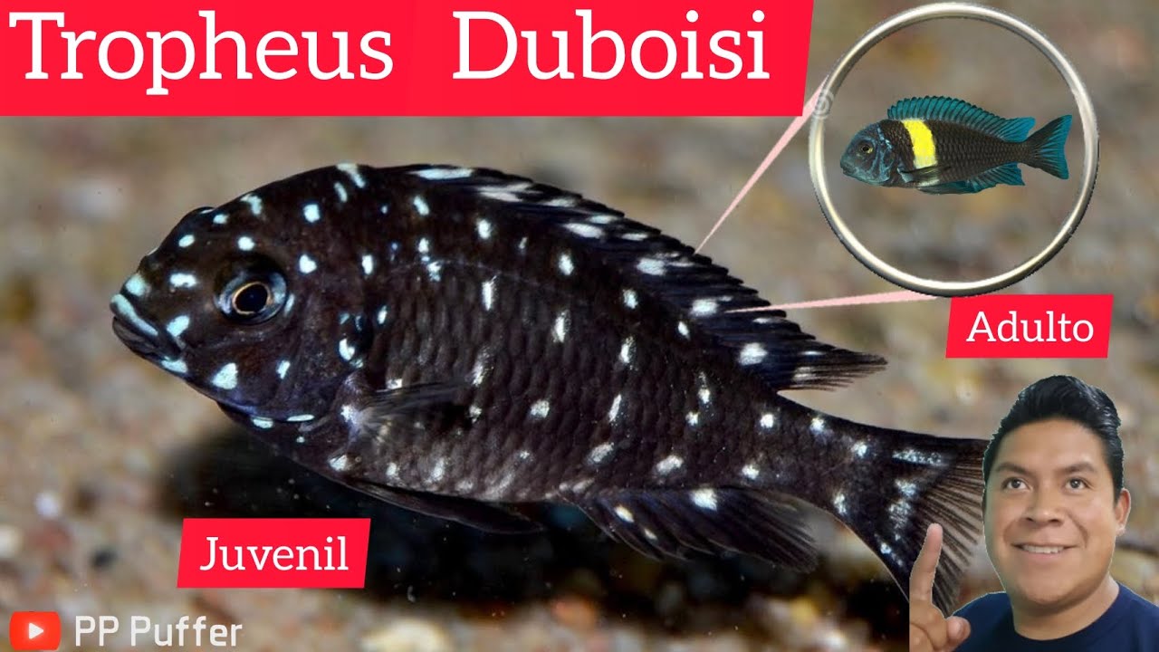 Lo que debes saber del TROPHEUS DUBOISI |ciclidos africanos|
