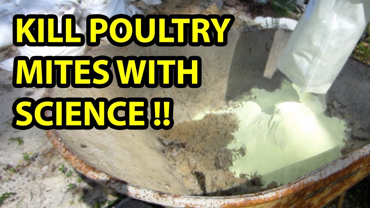 The BEST solution for poultry mites!