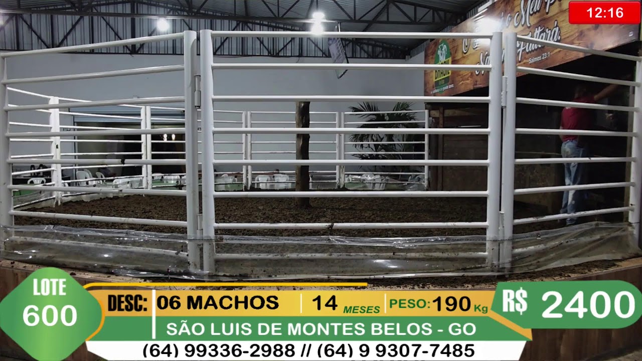 BRASIL LEILÕES - SÃO LUIS DE MONTES BELOS - GO -11/03/2026