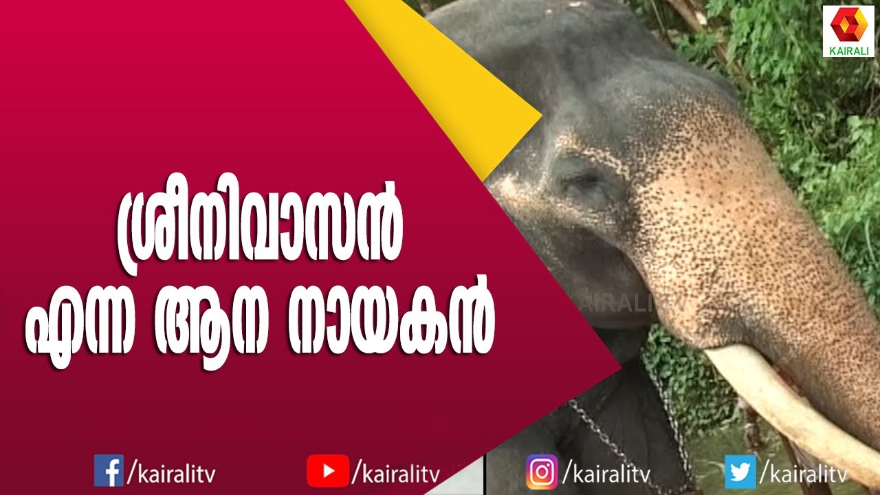 ബീഹാറിൽ നിന്നെത്തിയ നാണു എഴുത്തച്ഛൻ ശ്രീനിവാസൻ | Nanu Ezhuthachan Sreenivasan | E for Elephant