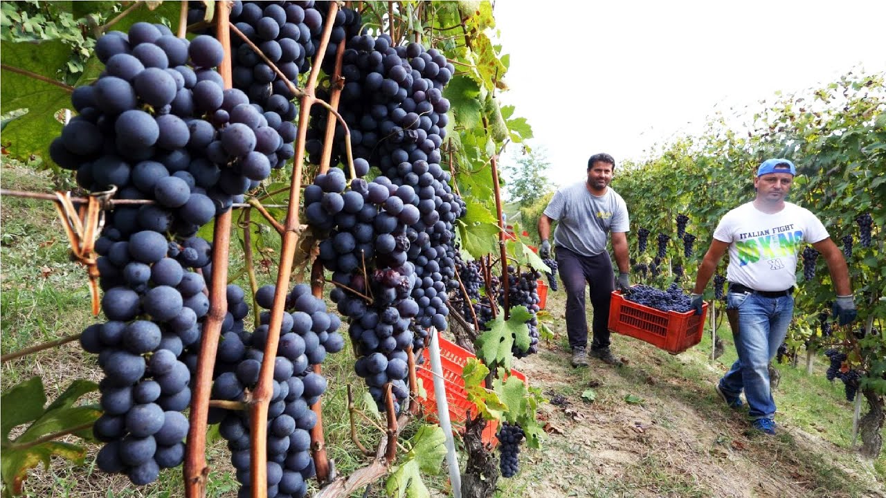 уборка винограда и переработка виноградного сока 🍇-Современные сельскохозяйственные уборочные машины