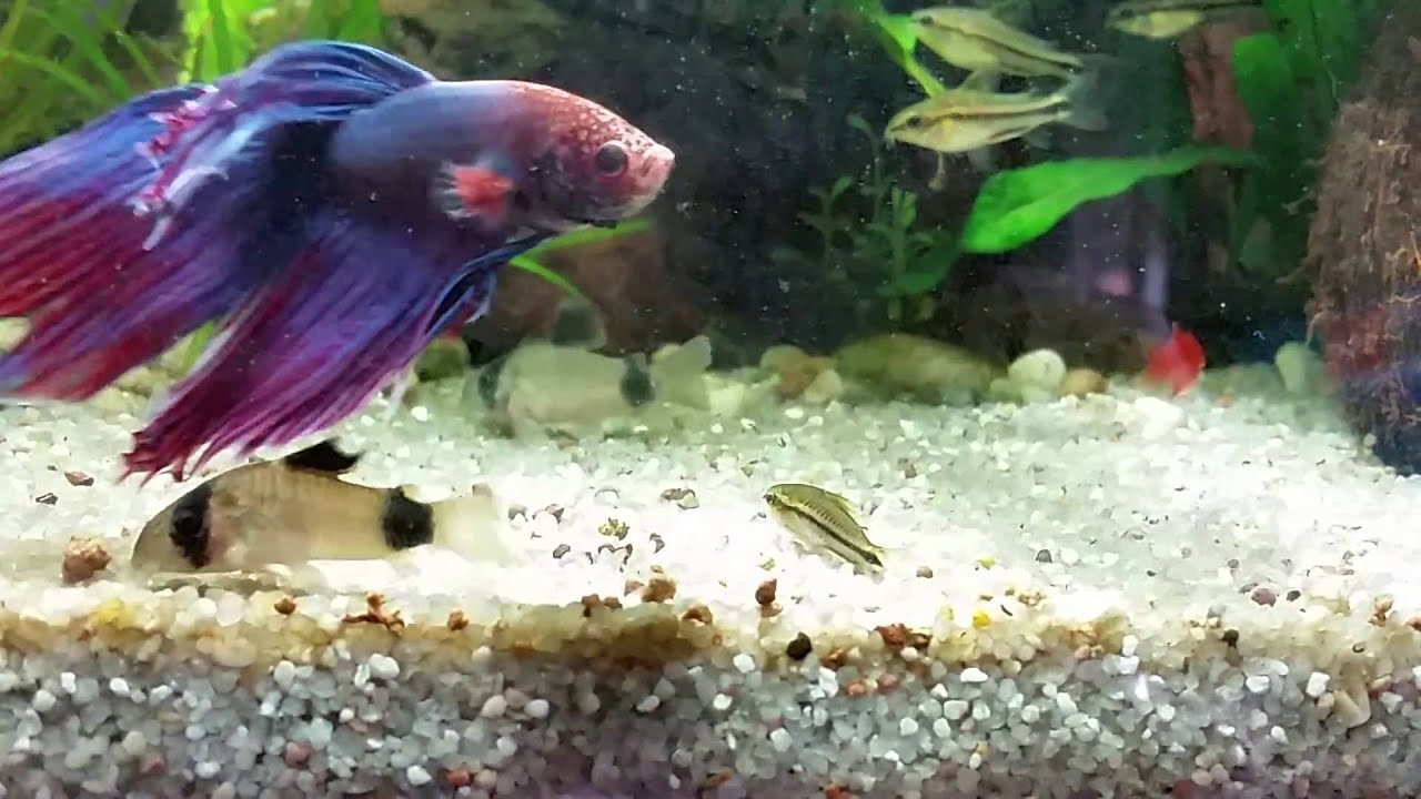 Planted tank 60l (specially Corydoras)