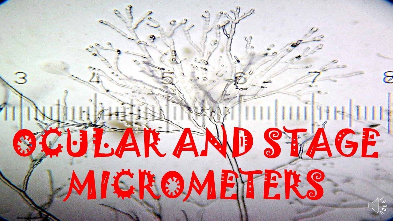 Ocular and Stage Micrometers