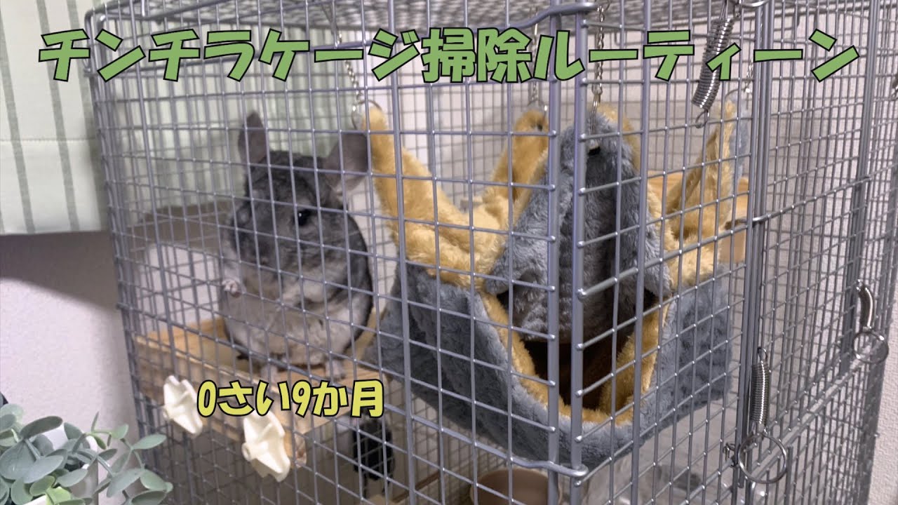 【チンチラ】ケージ掃除をご紹介！　～くぬぎと主のナイトルーティーン～