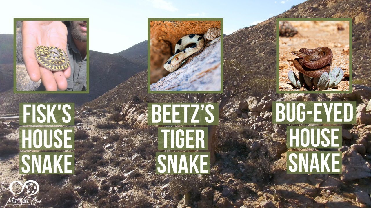 Bug-eyed House Snake, Beetz's Tiger Snake and the Fisk's House Snake | Herping South Africa