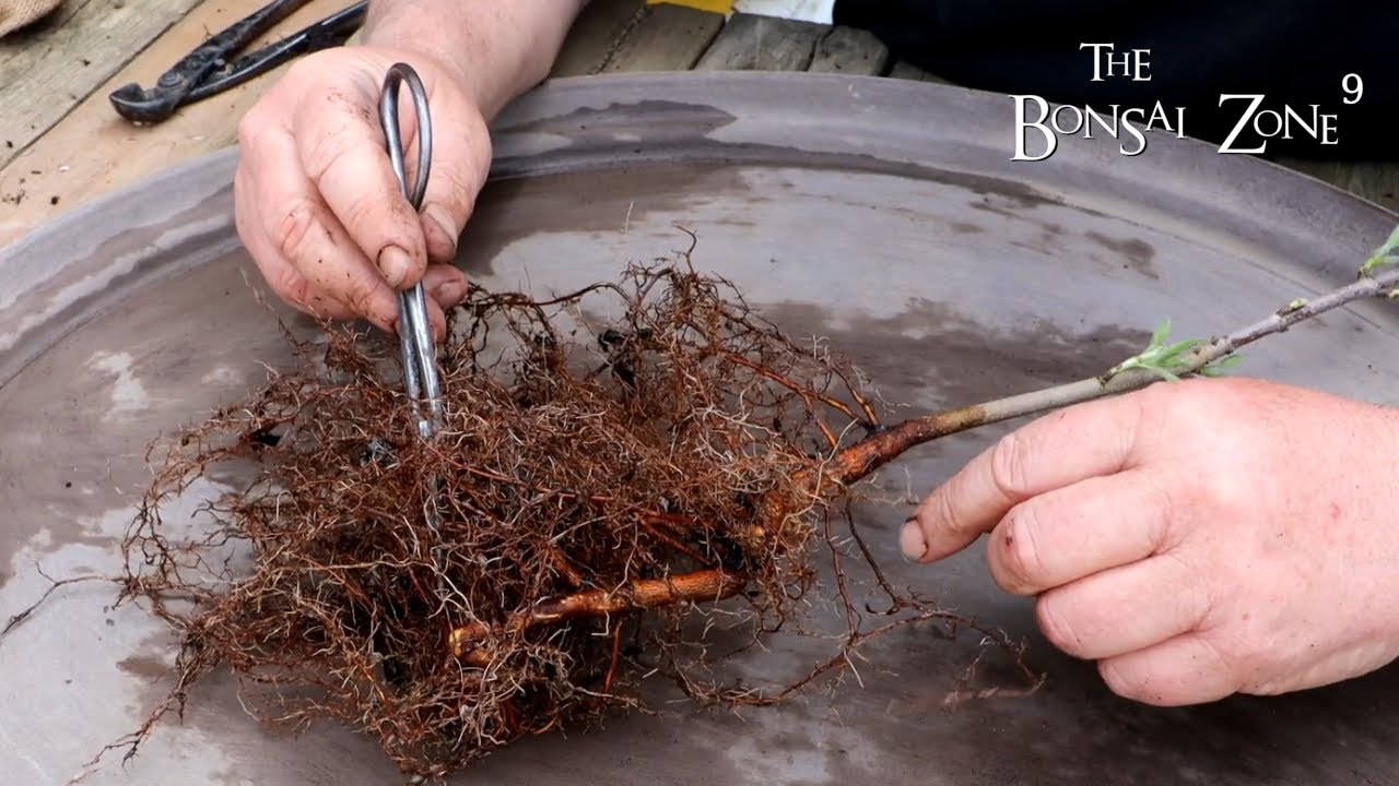 Amur Maple, Plus Native Trees as Bonsai, Part 2, The Bonsai Zone, May 2022