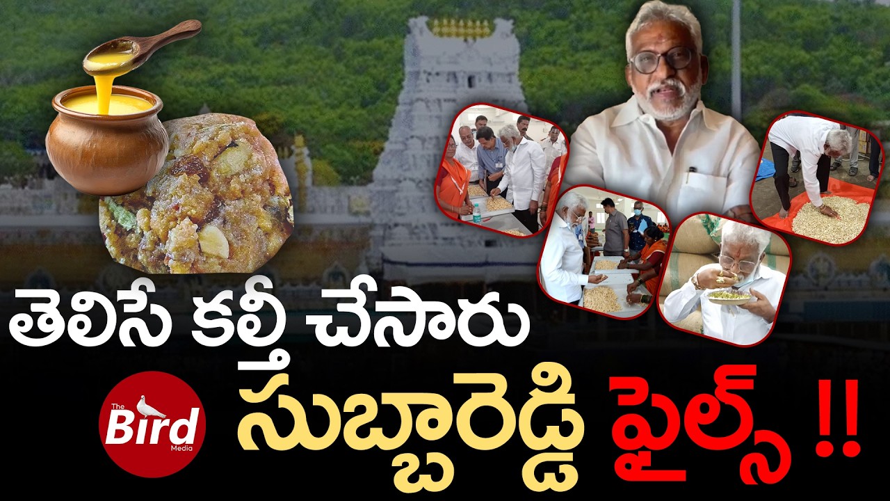 తెలిసే కల్తీ చేసారు..సుబ్బారెడ్డి ఫైల్స్!! | YV Subbareddy Shocking Comments On Tirumala Laddu Ghee