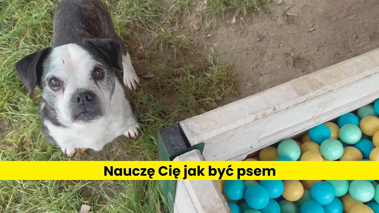 Najlepszy psi terapeuta w akcji