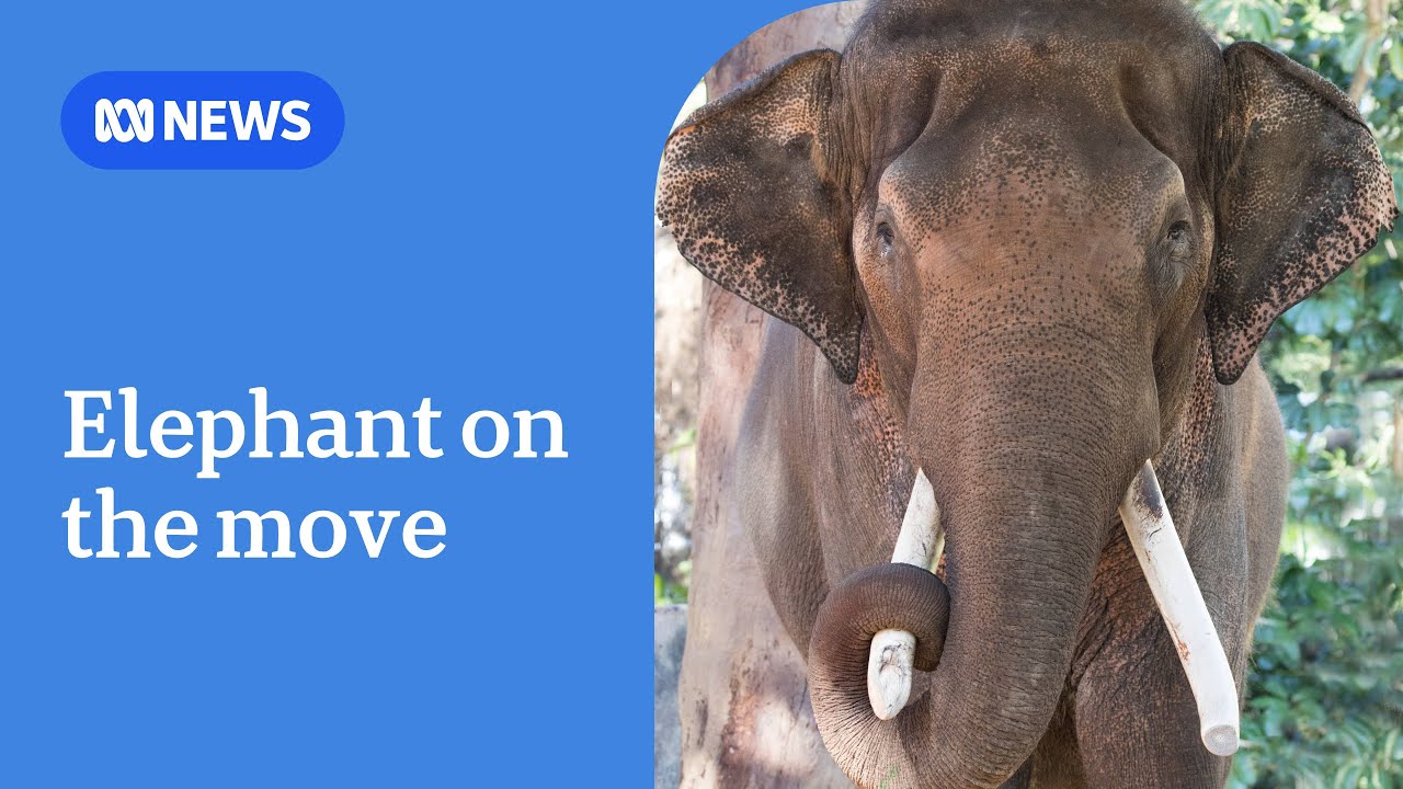 End of an era for Perth Zoo as last elephant moves to Adelaide park | ABC News