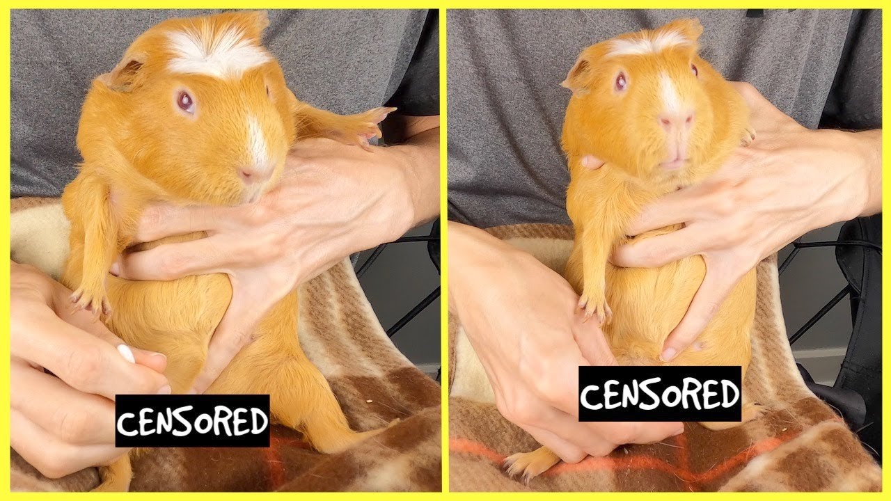 Guinea pig boar cleaning tutorial *WARNING: GUINEA PIG GENITALS!*
