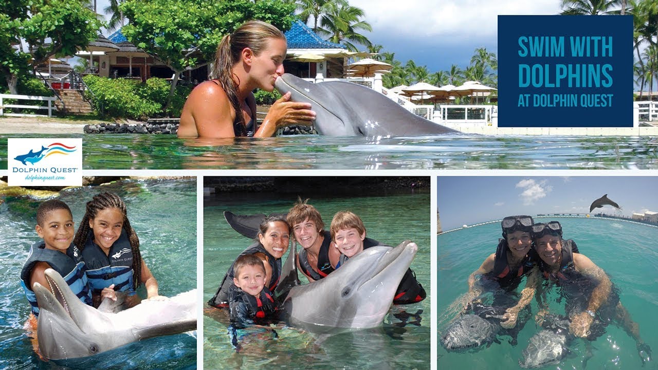 Swim with Dolphins in Hawaii & Bermuda | Dolphin Quest