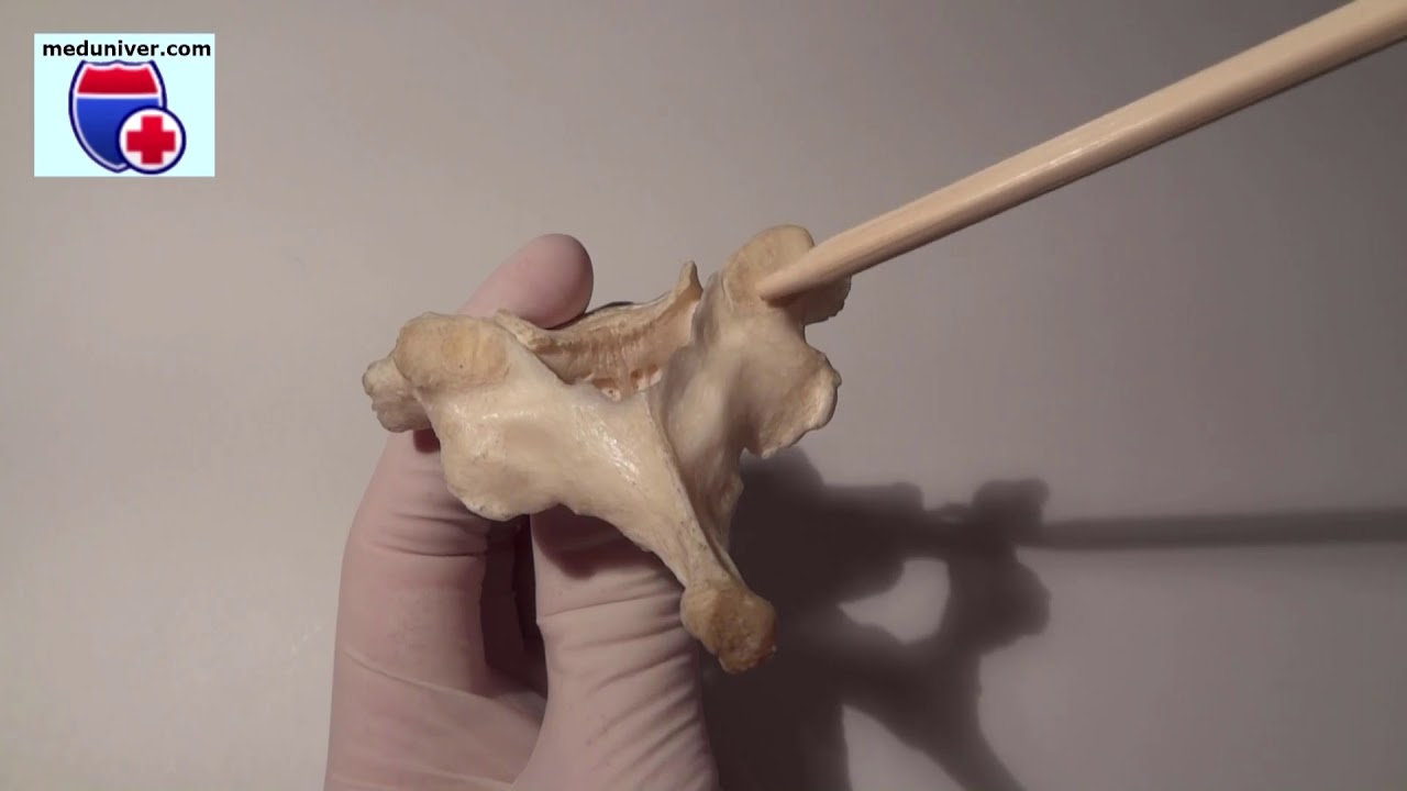 Anatomia sześciu kręg&oacute;w szyjnych - meduniver.com