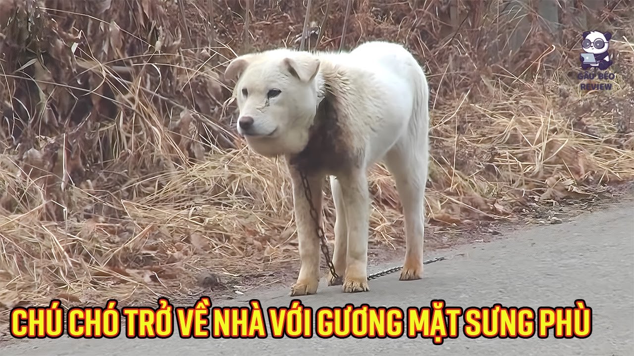 Chú chó đi lạc bỗng trở về nhà với gương mặt sưng phù