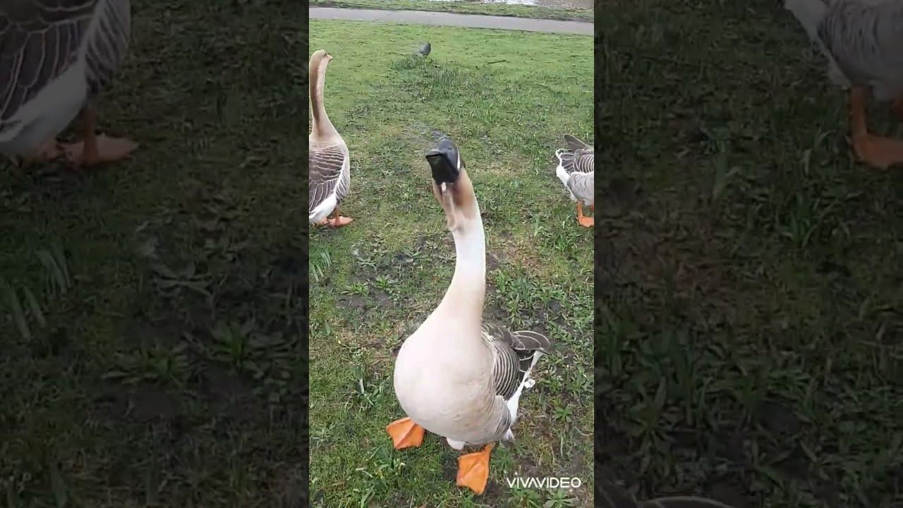 #goose#kaz#animal#wildlife#nature#holland #vlog