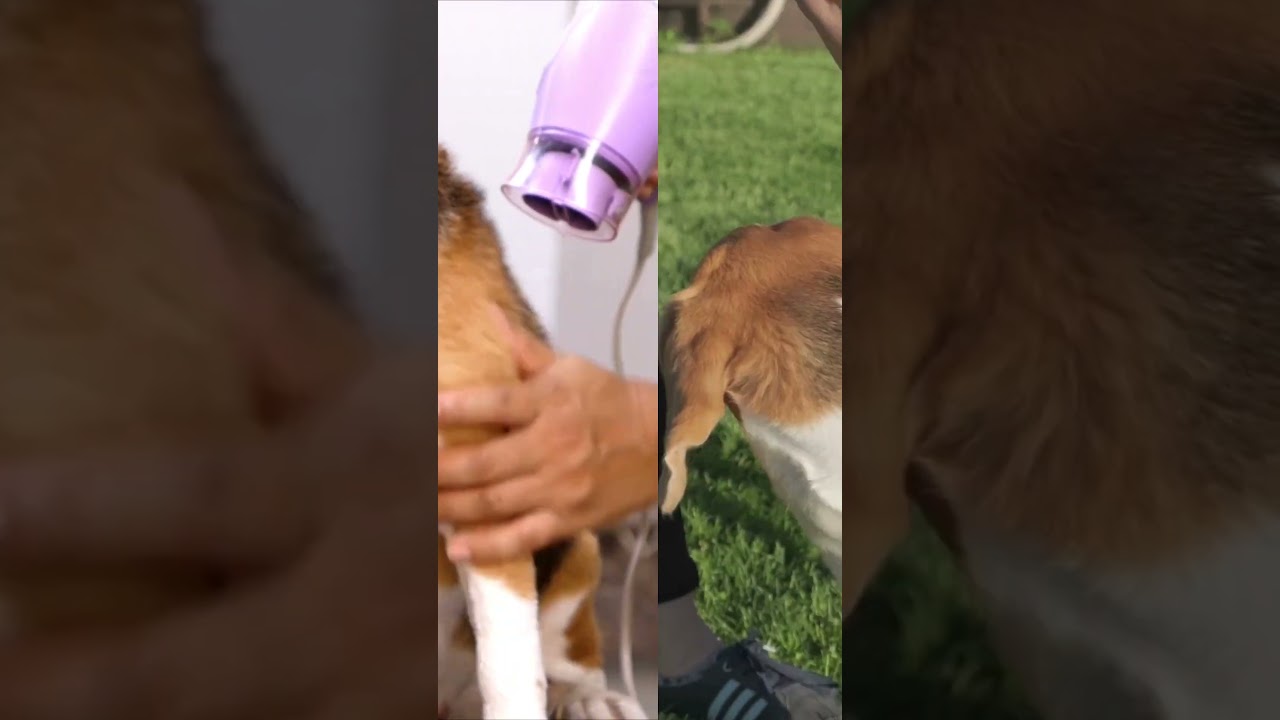 Grooming Royalty: Unleashing the Ultimate Beagle Dog Makeover Secrets!