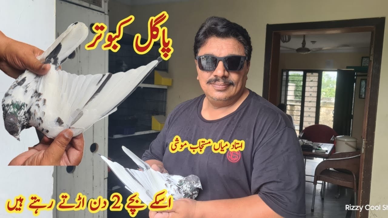 Aisa Pagal Kabootar 