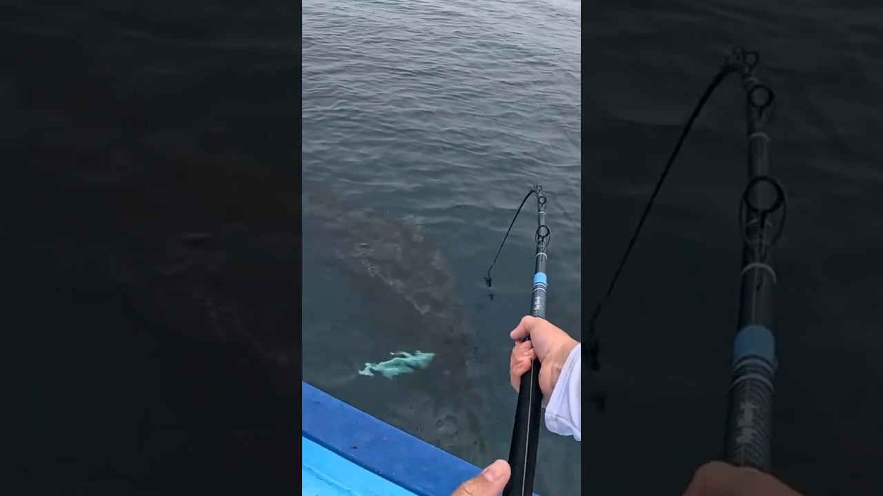 Огромная рыба в густых зарослях водорослей!