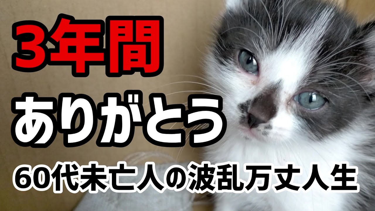 【60代一人暮らし】保護猫りんと年金2万円受給者の3年間【シニアVlog】