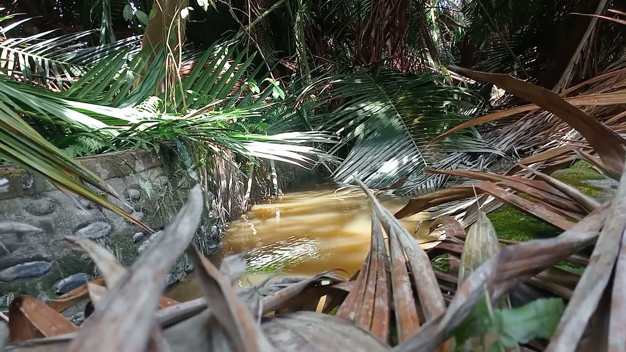 Mancing ikan nila babon