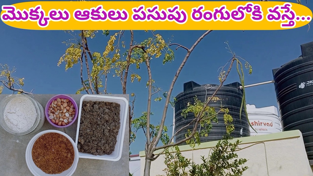 మొక్కలు ఆకులు yellow colourలో వచ్చినపుడు.. #fertilizer #organic #home #made #grow #plants #terrace 🌿