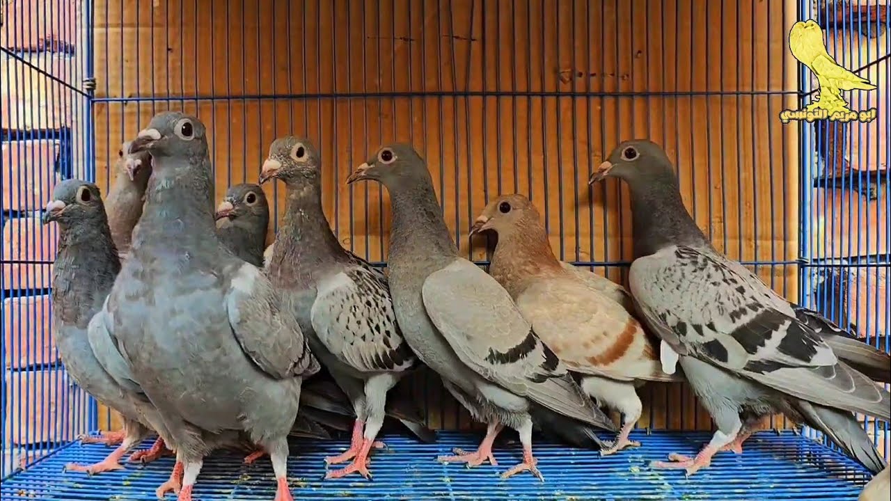 الحمام ده احسن حمام ممكن تربيه في حياتك👌تعالي اقولك ليه✅