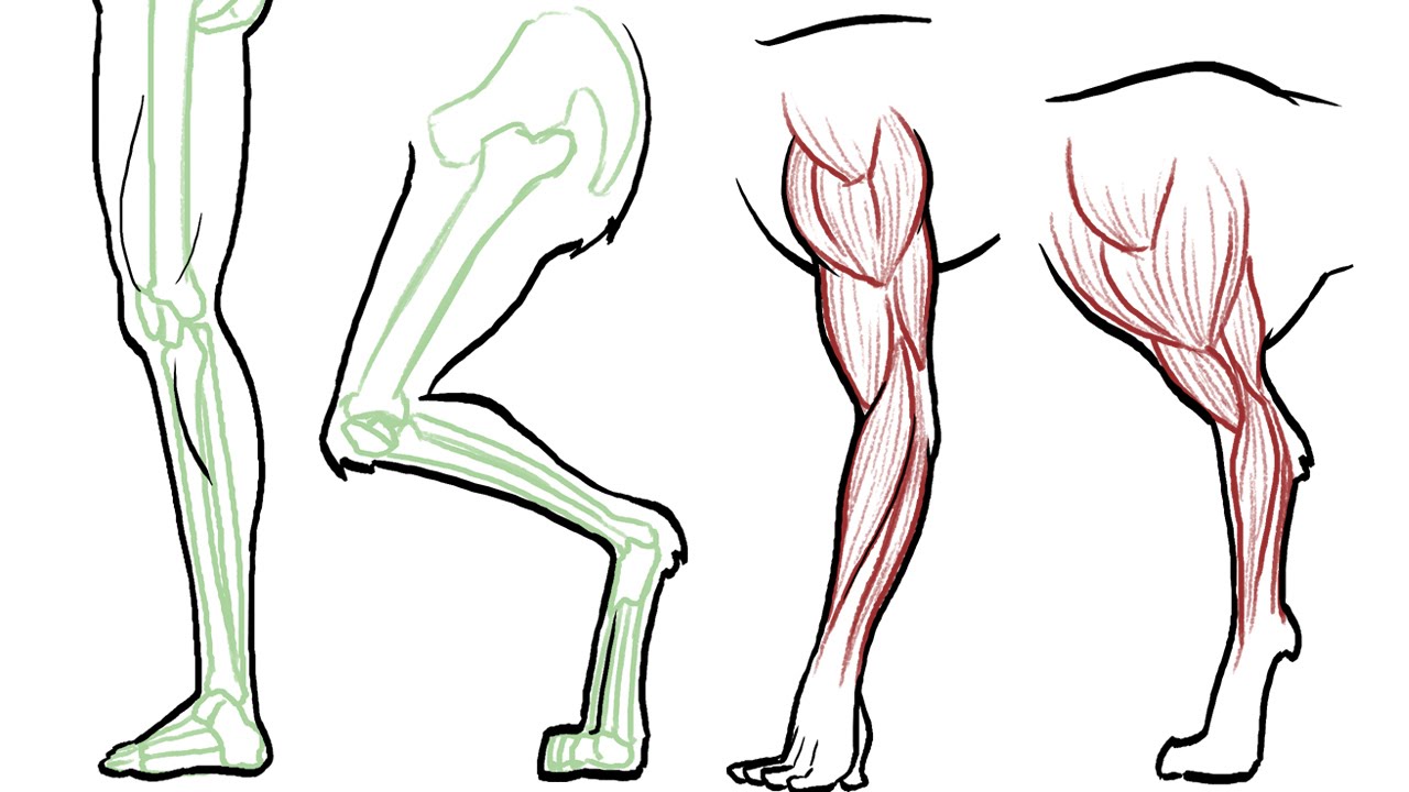 How to Draw Animal Legs (dogs, cats, horses, bears etc)