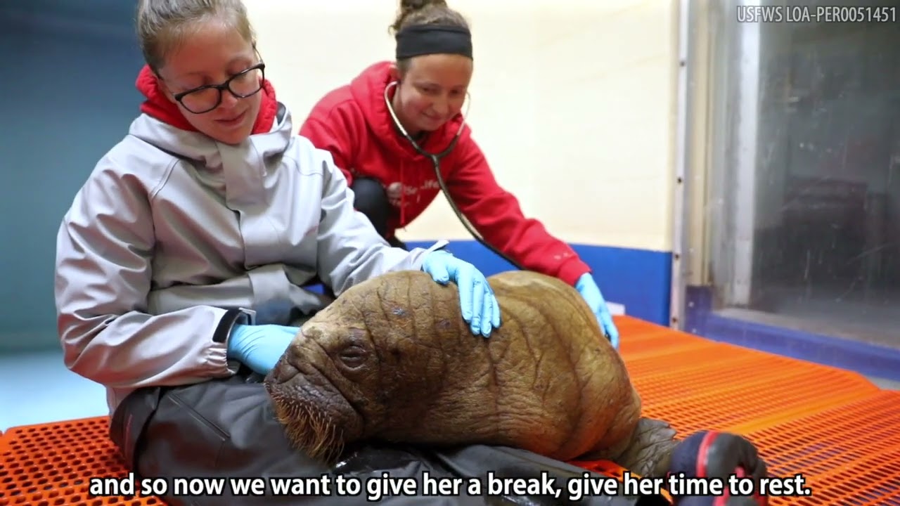 Alaska SeaLife Center Admits Orphaned Female Walrus Pup as Patient