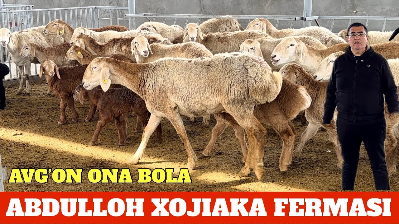 ABDULLOH AKA AVG’ON ONA BOLA QOMYLARI 90 BOSH SOTILADI ‼️OGOH‼️ ALDANIB QOLMEN ARGINALI KELDI