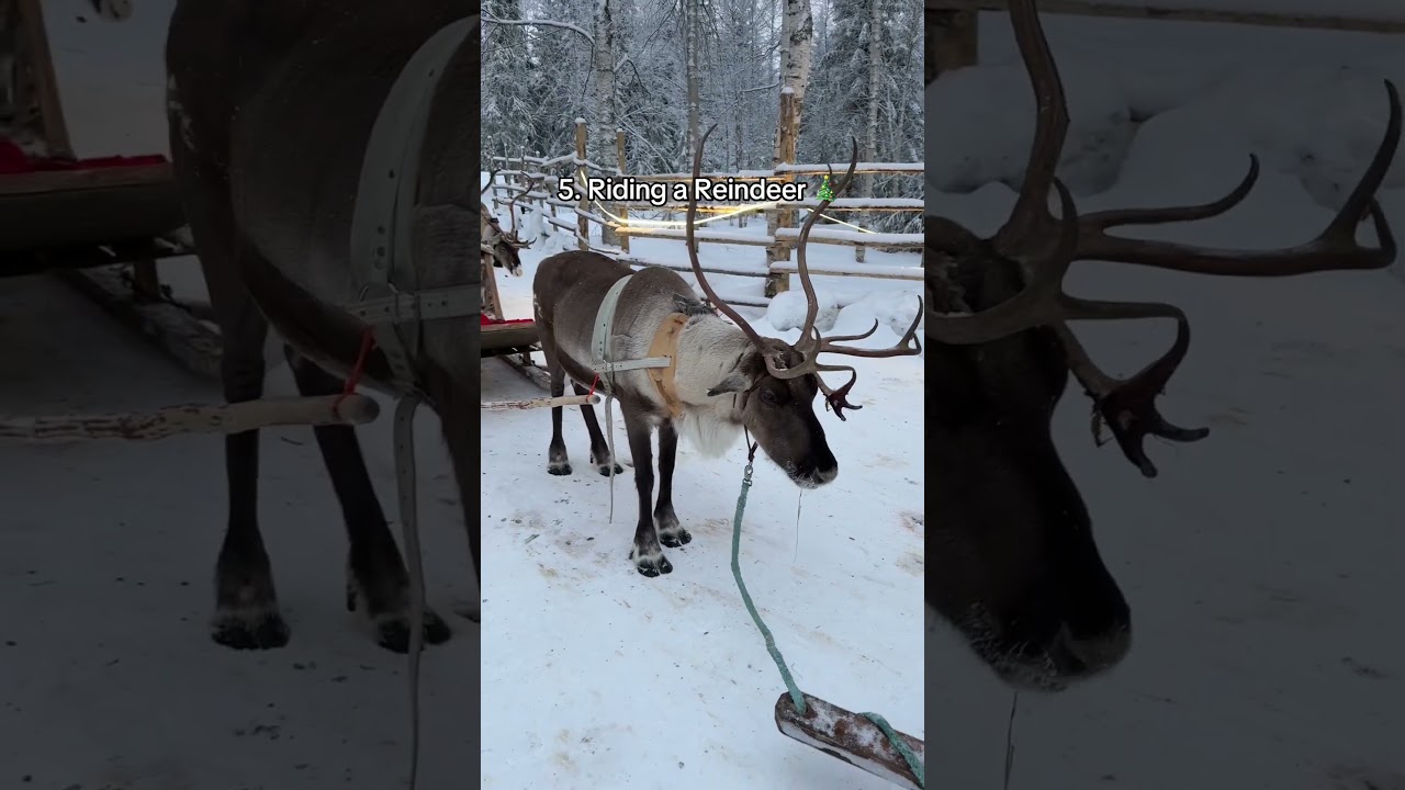 11 Lapland Winter Activities That Feel Like A Dream! ✨ #3 Will Shock You!