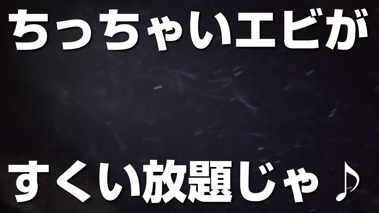 ちっちゃいエビがすくい放題♪冬の味覚、アミエビすくい！