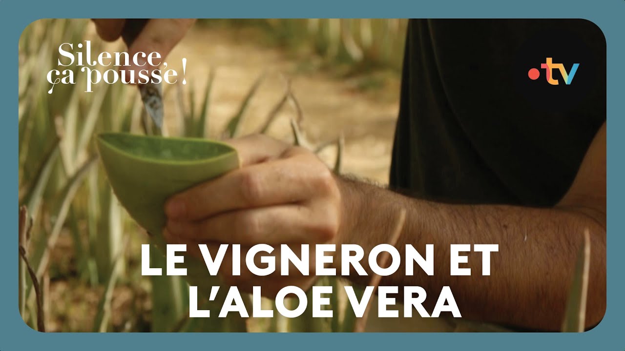 Le vigneron et l’Aloe Vera - Silence ça pousse ! 5 avril 2025