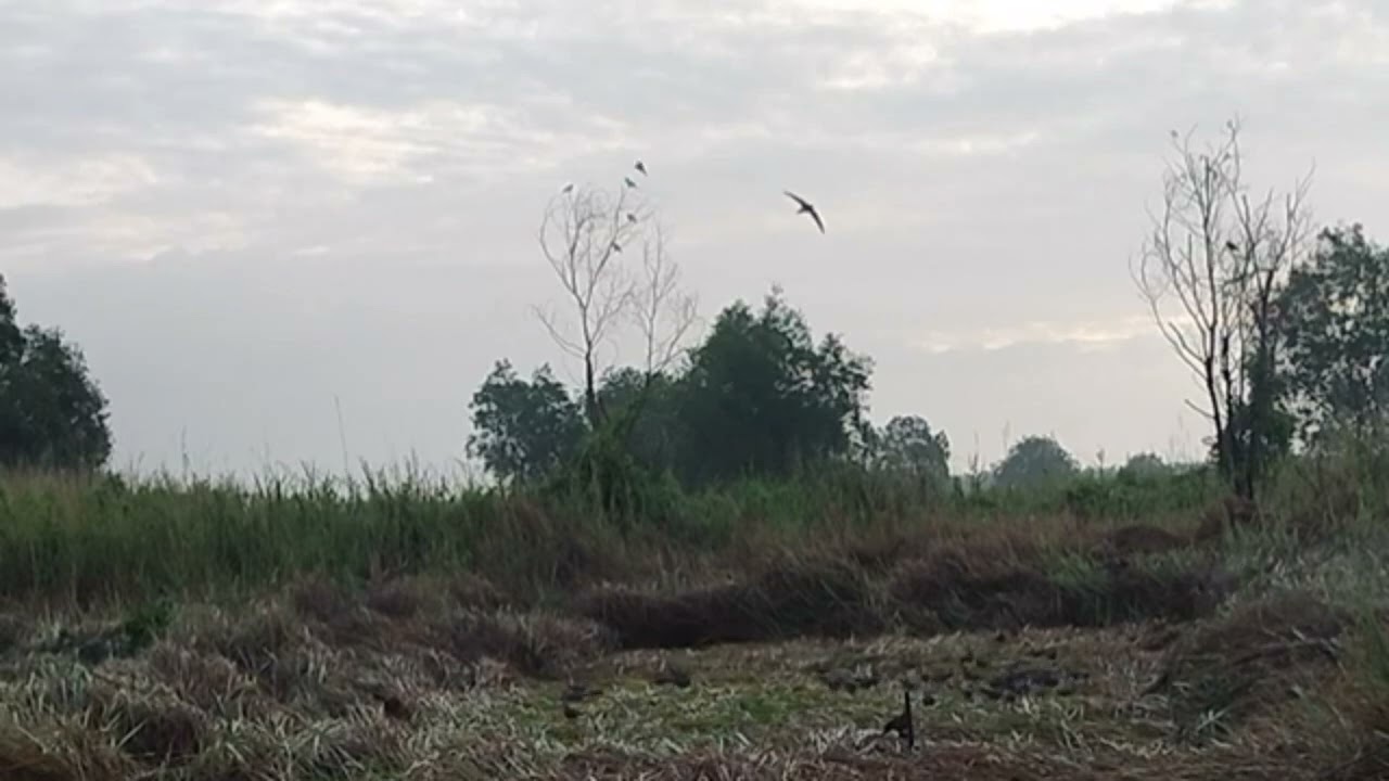 Tổng hợp những video hay nhất