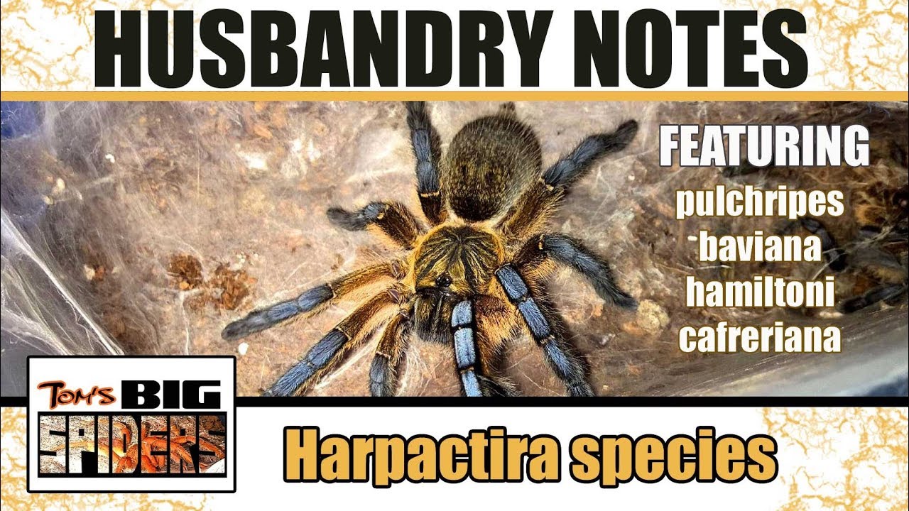 Harpactira Species Husbandry Notes (ft. H. pulchripes)