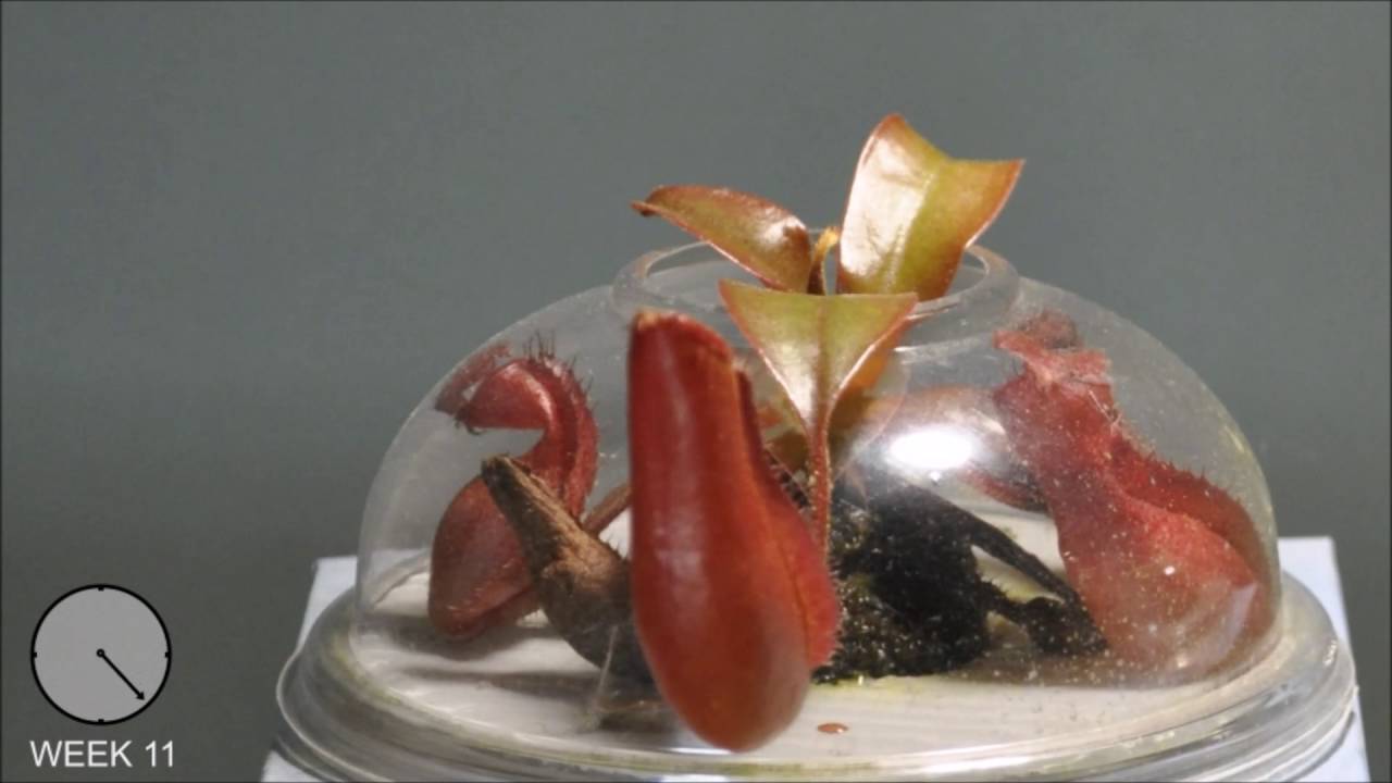 'Bill Bailey' & 'Lady Luck' time lapse - week 19